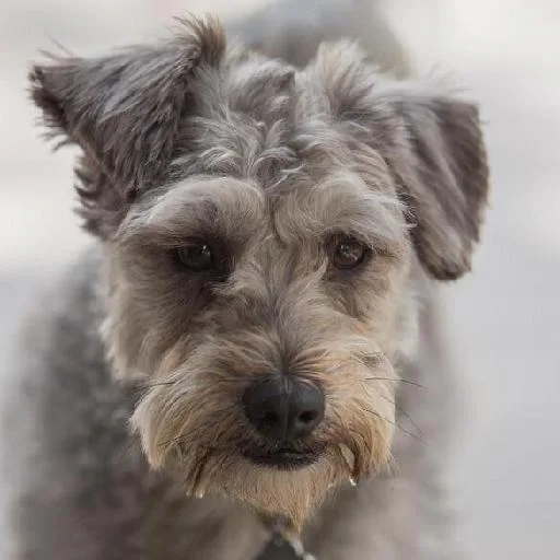 Mixed #2516, a Miniature Schnauzer in the PetMatch pool