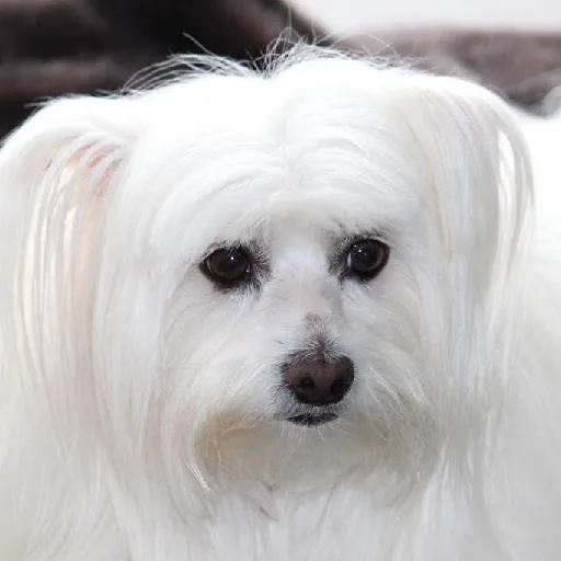 Mixed #5257, a Maltese in the PetMatch pool