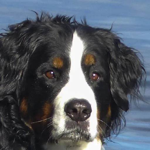 Mixed #2749, a Bernese Mountain Dog in the PetMatch pool