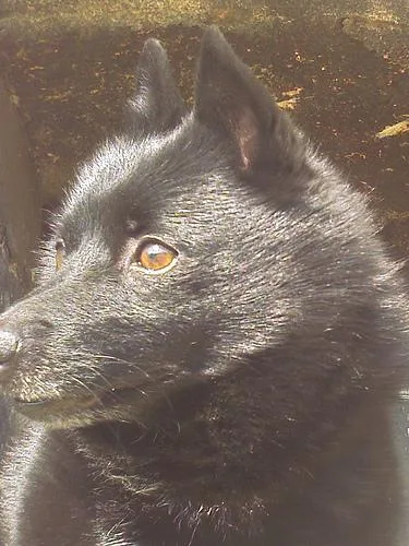 Schipperke #5, a Schipperke in the PetMatch pool