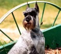Standard Schnauzer #25, a Standard Schnauzer in the PetMatch pool