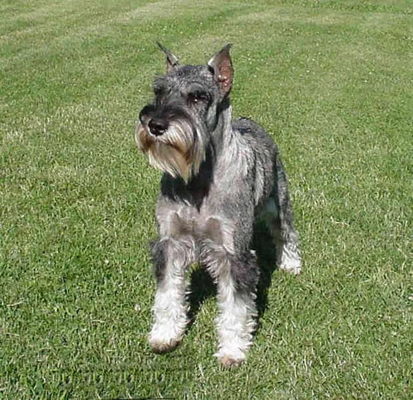 Standard Schnauzer #34, a Standard Schnauzer in the PetMatch pool