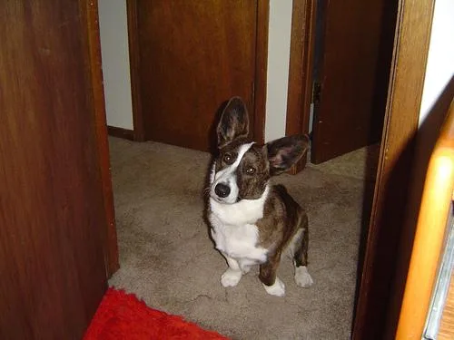 Cardigan #96, a Cardigan Welsh Corgi in the PetMatch pool