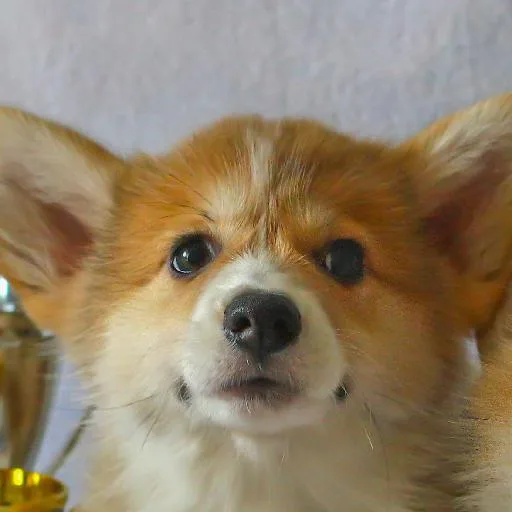 Mixed #318, a Pembroke Welsh Corgi in the PetMatch pool