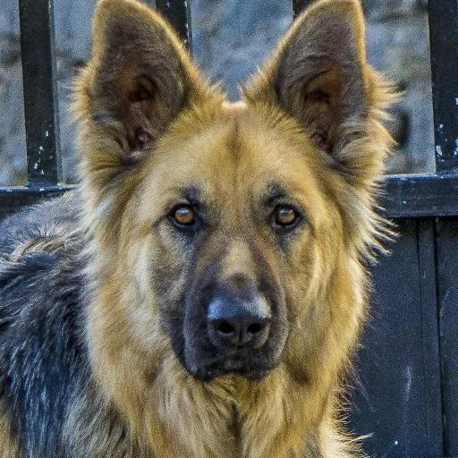 Mixed #2630, a German Shepherd in the PetMatch pool