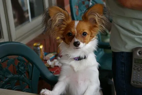 Papillon #99, a Papillon in the PetMatch pool