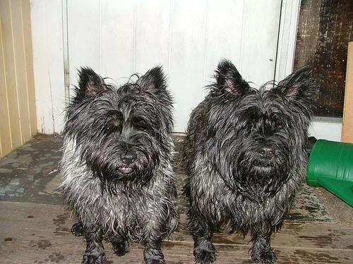 Cairn #35, a Cairn Terrier in the PetMatch pool