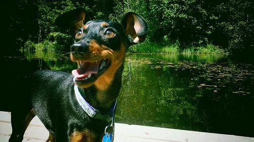 miniature pinscher #73, a Miniature Pinscher in the PetMatch pool