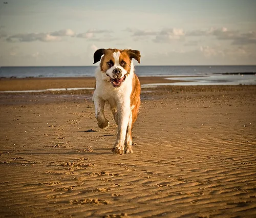 saint bernard #111, a Saint Bernard in the PetMatch pool