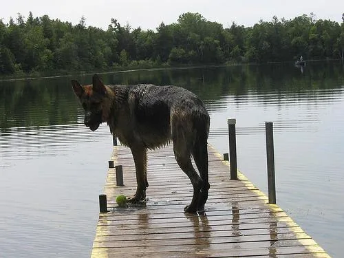 German Shepherd #85, a German Shepherd in the PetMatch pool