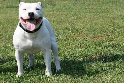 staffordshire bull terrier #179, a Staffordshire Bull Terrier in the PetMatch pool