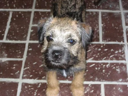 Border Terrier #11, a Border Terrier in the PetMatch pool