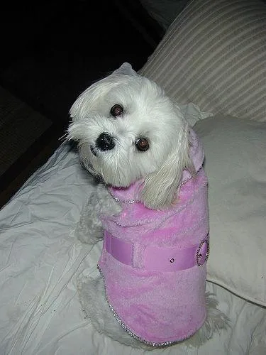 Maltese Dog #119, a Maltese in the PetMatch pool