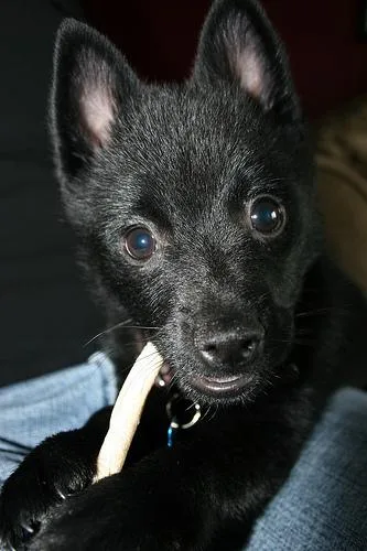 Schipperke #104, a Schipperke in the PetMatch pool