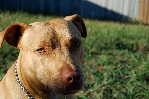 american pit bull terrier #7, a American Staffordshire Terrier in the PetMatch pool
