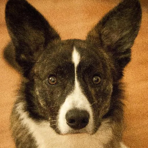 Mixed #1199, a Cardigan Welsh Corgi in the PetMatch pool