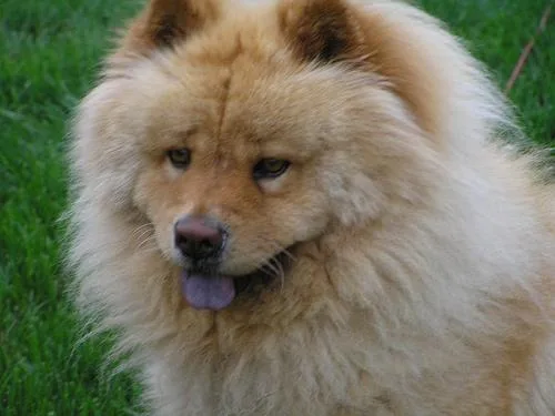 Chow #113, a Chow Chow in the PetMatch pool