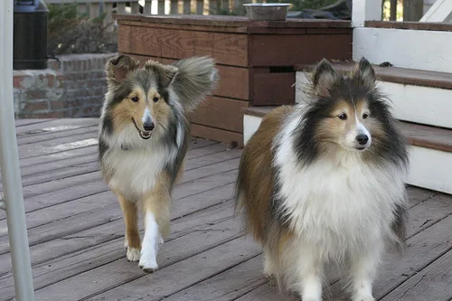 Shetland Sheepdog #55, a Shetland Sheepdog in the PetMatch pool