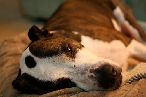 american bulldog #169, a American Staffordshire Terrier in the PetMatch pool