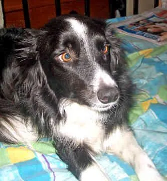 Collie #61, a Border Collie in the PetMatch pool