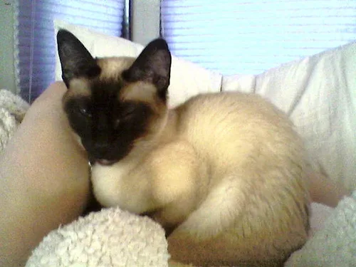 Siamese #187, a Siamese in the PetMatch pool