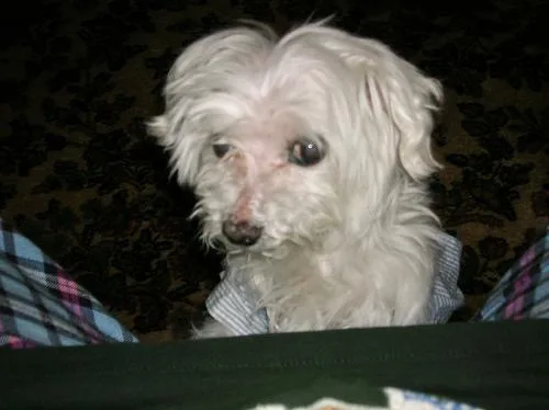Maltese Dog #25, a Maltese in the PetMatch pool