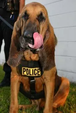 Bloodhound #3, a Bloodhound in the PetMatch pool