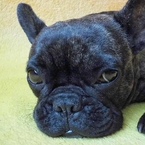 Mixed #3466, a French Bulldog in the PetMatch pool