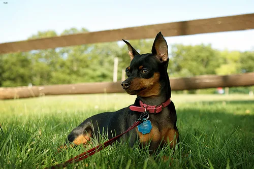 miniature pinscher #20, a Miniature Pinscher in the PetMatch pool