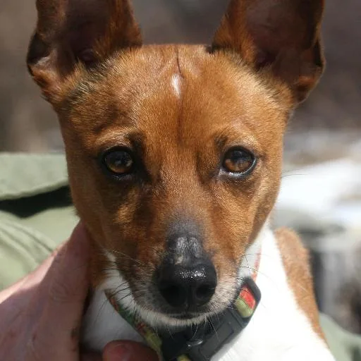 Mixed #118, a Basenji in the PetMatch pool