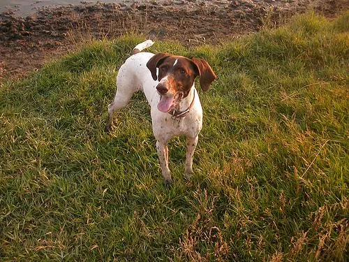 German Short Haired Pointer #25, a German Shorthaired Pointer in the PetMatch pool