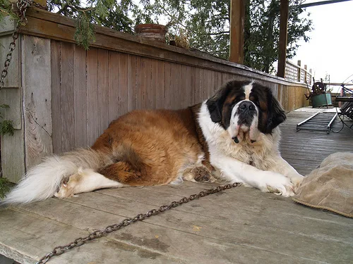 saint bernard #199, a Saint Bernard in the PetMatch pool