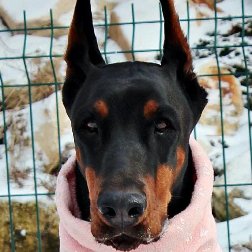 Mixed #2810, a Doberman Pinscher in the PetMatch pool