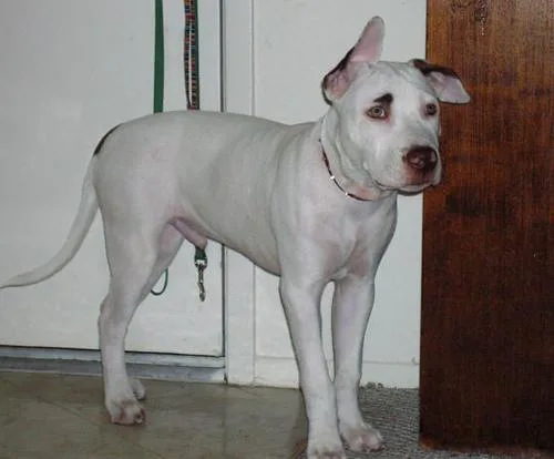 American Staffordshire Terrier #20, a American Staffordshire Terrier in the PetMatch pool
