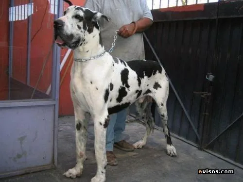 Great Dane #69, a Great Dane in the PetMatch pool