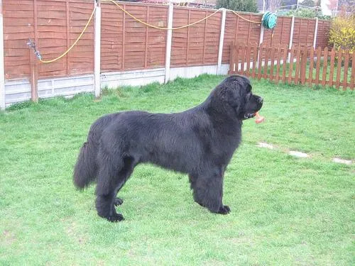 Newfoundland #19, a Newfoundland in the PetMatch pool