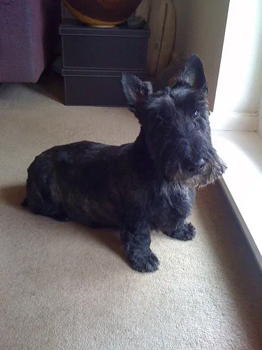 scottish terrier #81, a Scottish Terrier in the PetMatch pool