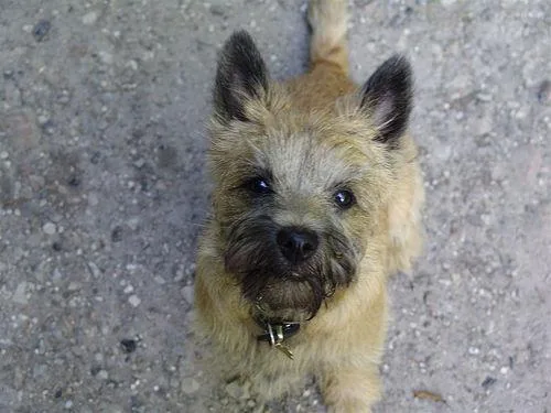 Cairn #101, a Cairn Terrier in the PetMatch pool