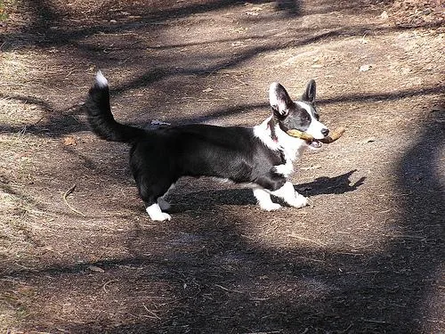 Cardigan #110, a Cardigan Welsh Corgi in the PetMatch pool