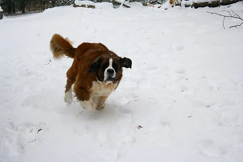 saint bernard #98, a Saint Bernard in the PetMatch pool
