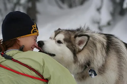 Malamute #39, a Alaskan Malamute in the PetMatch pool