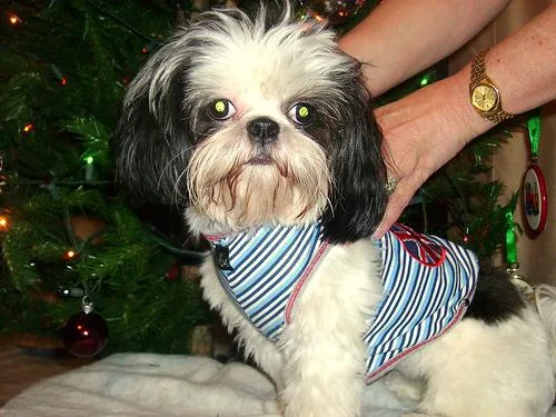 Shih Tzu #41, a Shih Tzu in the PetMatch pool