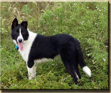 Border Collie #112, a Border Collie in the PetMatch pool