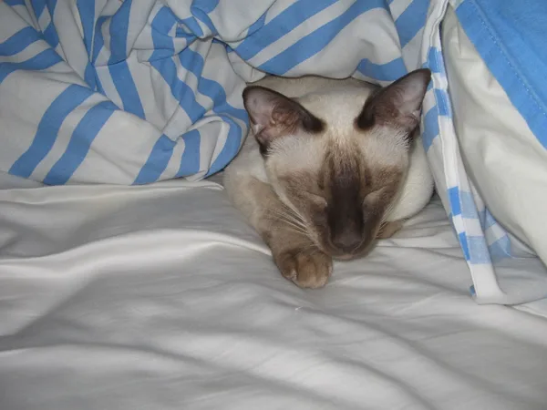 Mixed #15934, a Siamese in the PetMatch pool