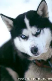 Siberian Husky #25, a Siberian Husky in the PetMatch pool