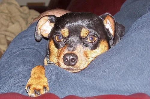 Miniature Pinscher #119, a Miniature Pinscher in the PetMatch pool