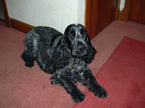 english cocker spaniel #155, a Cocker Spaniel in the PetMatch pool