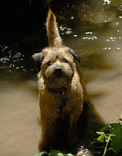 Border Terrier #31, a Border Terrier in the PetMatch pool