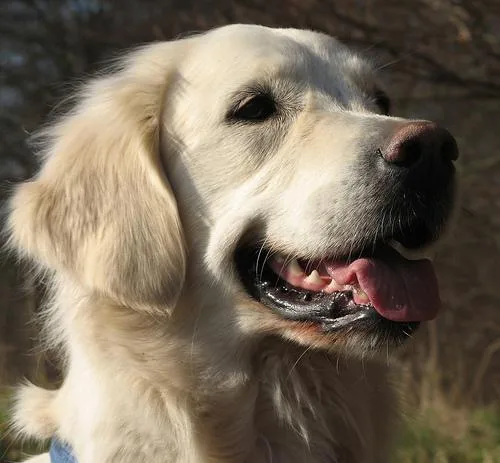Golden Retriever #106, a Golden Retriever in the PetMatch pool