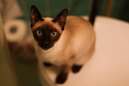Siamese #208, a Siamese in the PetMatch pool